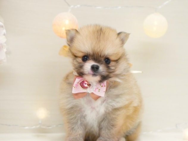 富山県のハーフ犬・ミックス犬 (アミーゴ富山山室店/2024年5月21日生まれ/女の子/レッドホワイト)の子犬